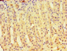 Immunohistochemistry (Formalin/PFA-fixed paraffin-embedded sections) - Anti-IDUA antibody (AB238595)