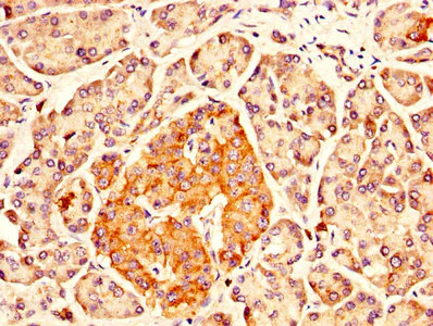 Immunohistochemistry (Formalin/PFA-fixed paraffin-embedded sections) - Anti-IDUA antibody (AB238595)