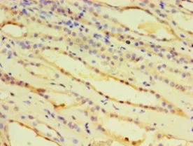 Immunohistochemistry (Formalin/PFA-fixed paraffin-embedded sections) - Anti-IDUA antibody (AB238595)
