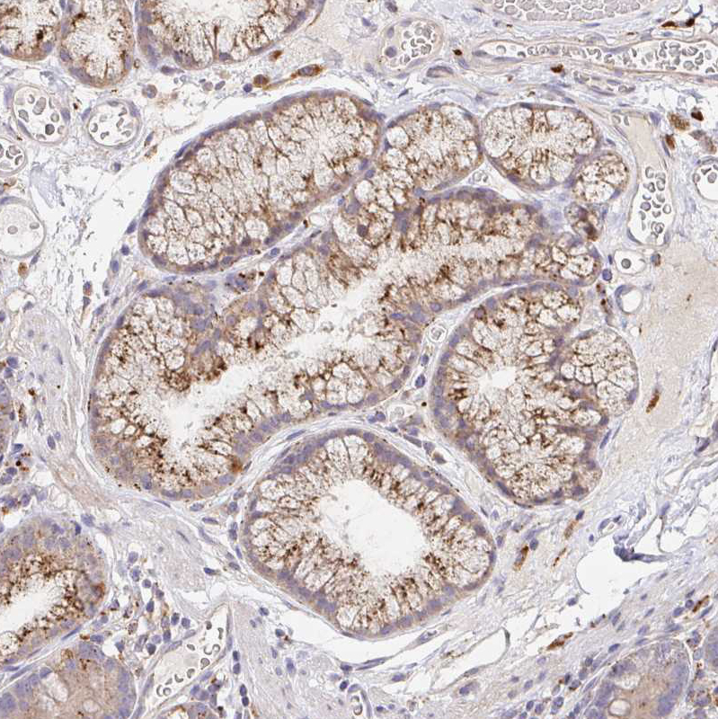 Immunohistochemistry (Formalin/PFA-fixed paraffin-embedded sections) - Anti-IDUA antibody (AB272648)