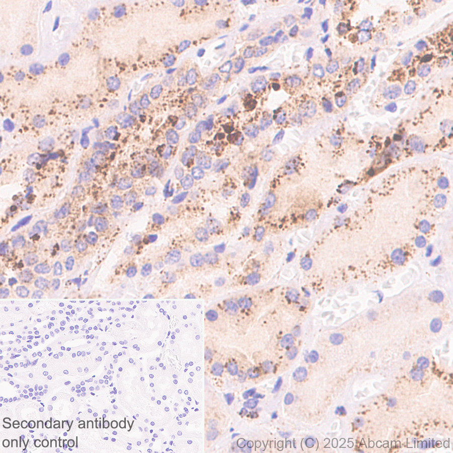 Immunohistochemistry (Formalin/PFA-fixed paraffin-embedded sections) - Anti-IDUA antibody  antibody [EPR26926-251] (ab323701), expandable thumbnail