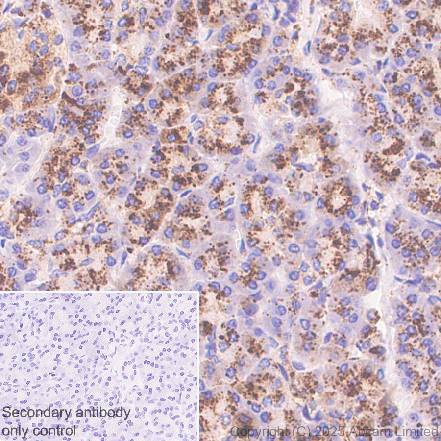 Immunohistochemistry (Formalin/PFA-fixed paraffin-embedded sections) - Anti-IDUA antibody  antibody [EPR26926-251] (ab323701), expandable thumbnail