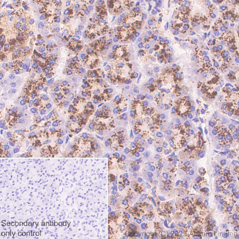 Immunohistochemistry (Formalin/PFA-fixed paraffin-embedded sections) - Anti-IDUA antibody antibody [EPR26926-251] (AB323701)