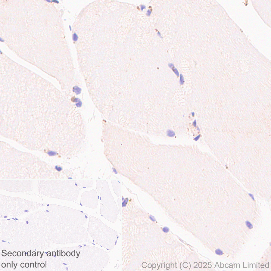 Immunohistochemistry (Formalin/PFA-fixed paraffin-embedded sections) - Anti-IDUA antibody  antibody [EPR26926-251] (ab323701), expandable thumbnail
