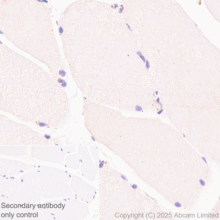 Immunohistochemistry (Formalin/PFA-fixed paraffin-embedded sections) - Anti-IDUA antibody antibody [EPR26926-251] (AB323701)