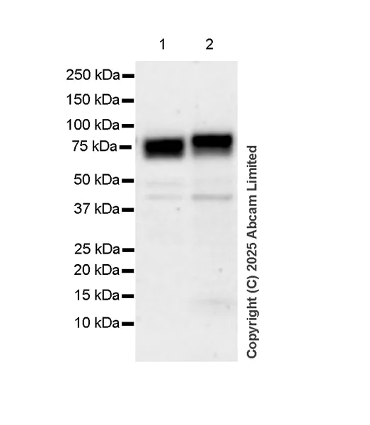 Western blot - Anti-IDUA antibody antibody [EPR26926-251] (AB323701)