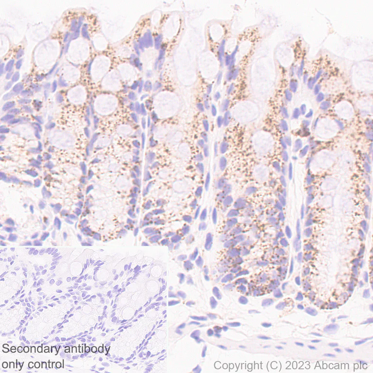 Immunohistochemistry (Formalin/PFA-fixed paraffin-embedded sections) - Anti-Iduronate 2 sulfatase/SIDS antibody [EPR25954-194] (AB314482)