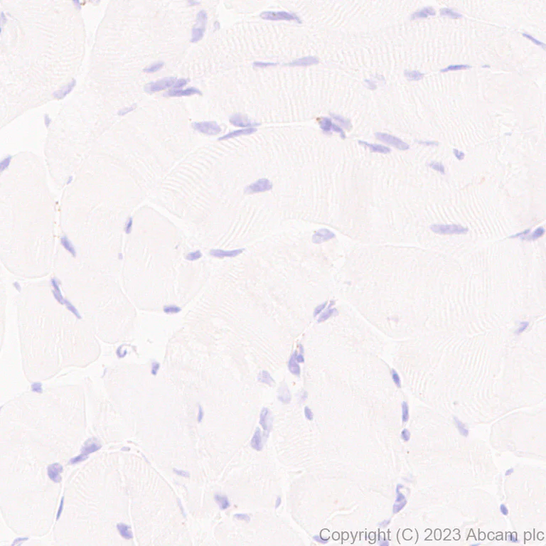 Immunohistochemistry (Formalin/PFA-fixed paraffin-embedded sections) - Anti-Iduronate 2 sulfatase/SIDS antibody [EPR25954-194] (AB314482)