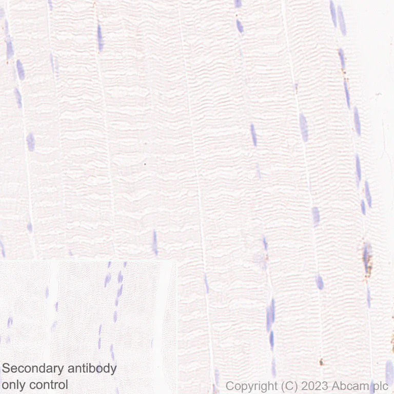 Immunohistochemistry (Formalin/PFA-fixed paraffin-embedded sections) - Anti-Iduronate 2 sulfatase/SIDS antibody [EPR25954-194] (AB314482)