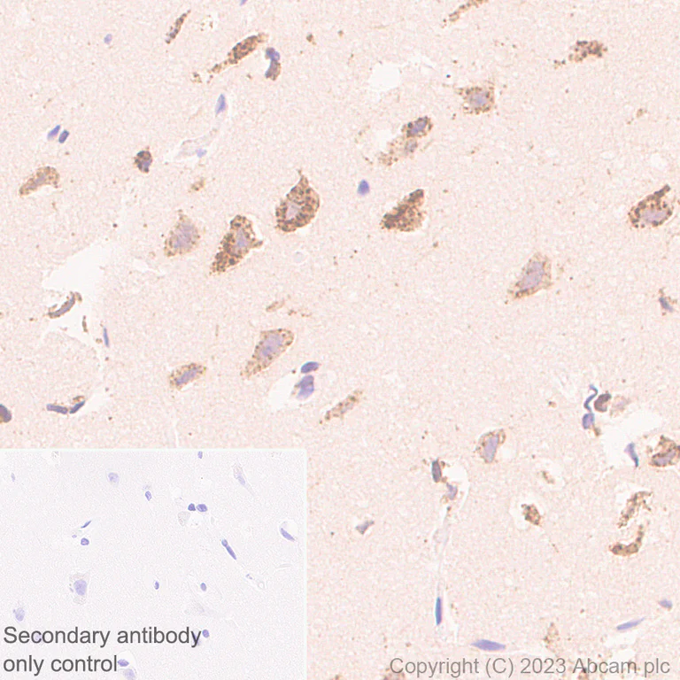 Immunohistochemistry (Formalin/PFA-fixed paraffin-embedded sections) - Anti-Iduronate 2 sulfatase/SIDS antibody [EPR25954-194] - BSA and Azide free (AB314483)