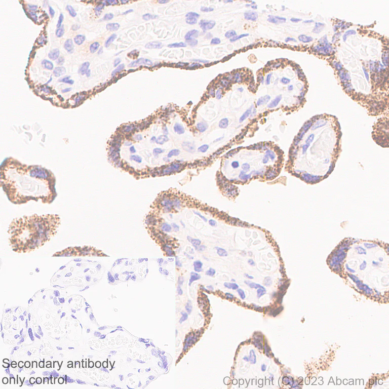 Immunohistochemistry (Formalin/PFA-fixed paraffin-embedded sections) - Anti-Iduronate 2 sulfatase/SIDS antibody [EPR25954-194] - BSA and Azide free (AB314483)
