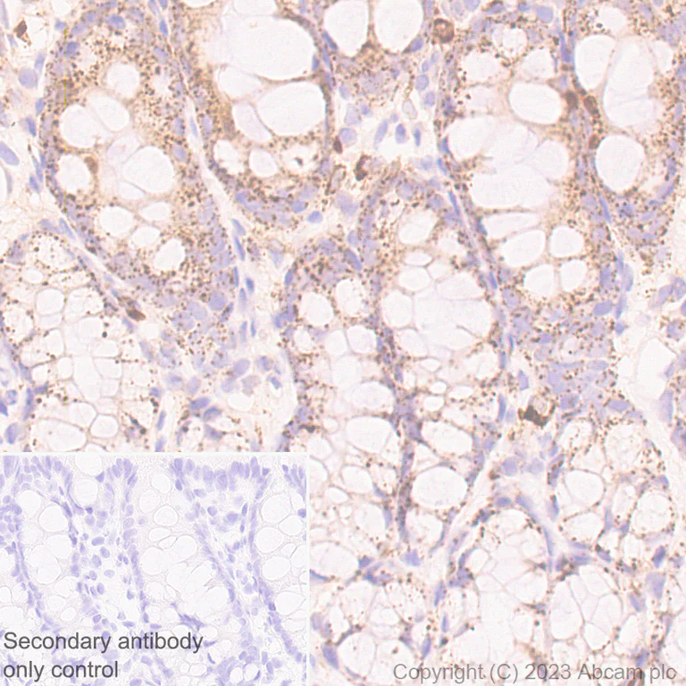 Immunohistochemistry (Formalin/PFA-fixed paraffin-embedded sections) - Anti-Iduronate 2 sulfatase/SIDS antibody [EPR25954-194] - BSA and Azide free (AB314483)