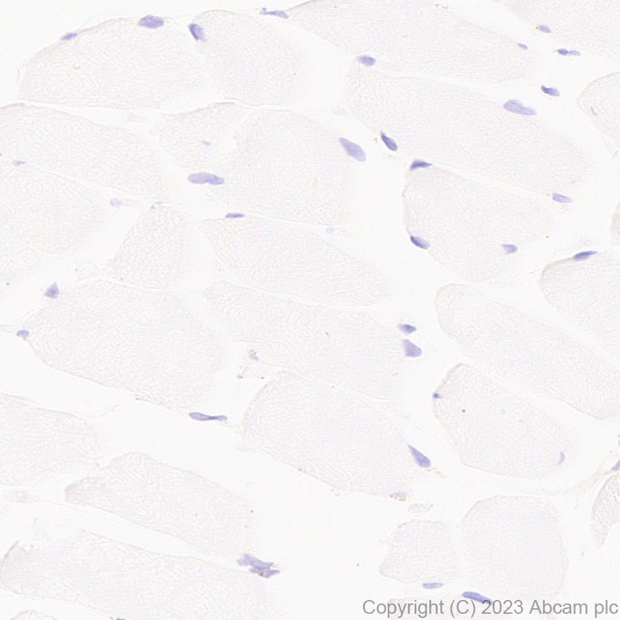Immunohistochemistry (Formalin/PFA-fixed paraffin-embedded sections) - Anti-Iduronate 2 sulfatase/SIDS antibody [EPR25954-194] - BSA and Azide free (AB314483)