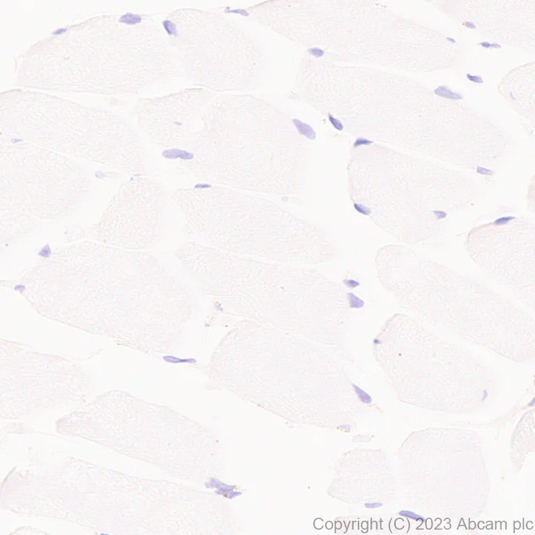 Immunohistochemistry (Formalin/PFA-fixed paraffin-embedded sections) - Anti-Iduronate 2 sulfatase/SIDS antibody [EPR25954-194] - BSA and Azide free (AB314483)