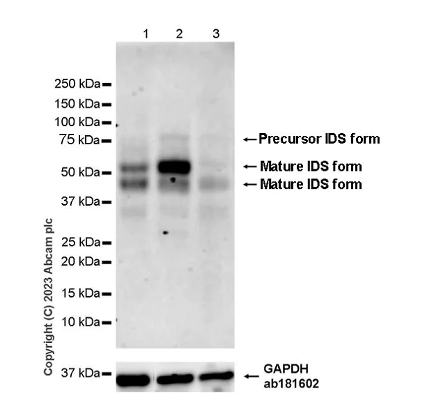 Western blot - Anti-Iduronate 2 sulfatase/SIDS antibody [EPR25954-194] - BSA and Azide free (AB314483)