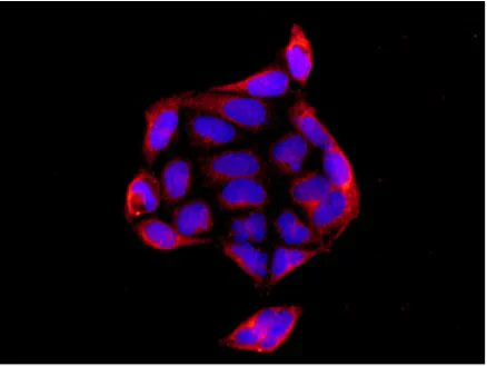 Immunocytochemistry/ Immunofluorescence - Anti-IER3IP1 antibody [EPR13440] (AB181247)