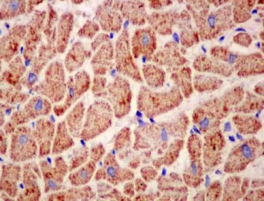 Immunohistochemistry (Formalin/PFA-fixed paraffin-embedded sections) - Anti-IER3IP1 antibody [EPR13440] (AB181247)