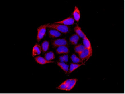 Immunocytochemistry/ Immunofluorescence - Anti-IER3IP1 antibody [EPR13440] - BSA and Azide free (AB250460), expandable thumbnail