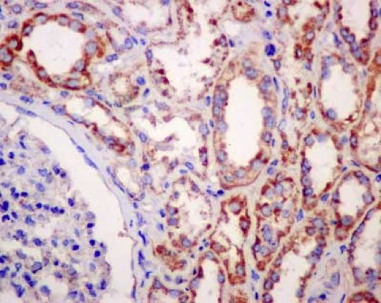 Immunohistochemistry (Formalin/PFA-fixed paraffin-embedded sections) - Anti-IER3IP1 antibody [EPR13440] - BSA and Azide free (ab250460), expandable thumbnail