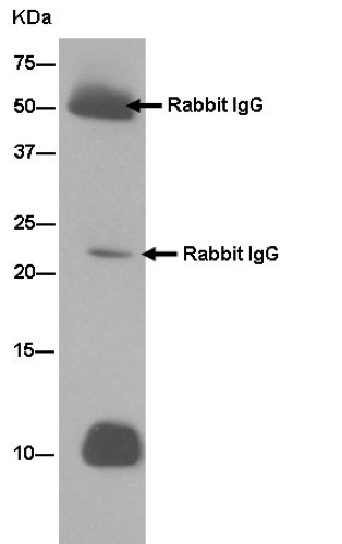 Immunoprecipitation - Anti-IER3IP1 antibody [EPR13440] - BSA and Azide free (AB250460), expandable thumbnail
