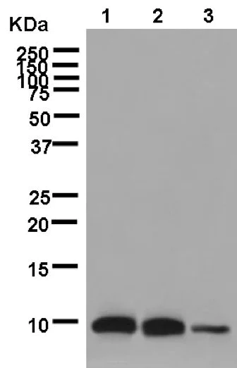 Western blot - Anti-IER3IP1 antibody [EPR13440] - BSA and Azide free (AB250460)