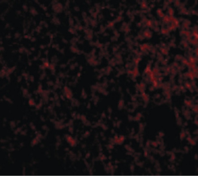 Immunocytochemistry/ Immunofluorescence - Anti-IEX1/IER3 antibody (AB65152)