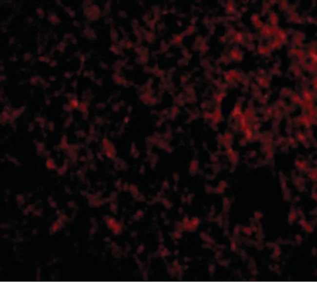 Immunocytochemistry/ Immunofluorescence - Anti-IEX1/IER3 antibody (AB65152)