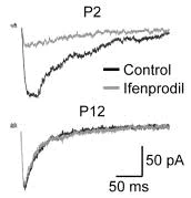 Functional Studies - Ifenprodil hemitartrate, GluN2B (formerly NR2B)-preferring NMDA antagonist (AB120111)