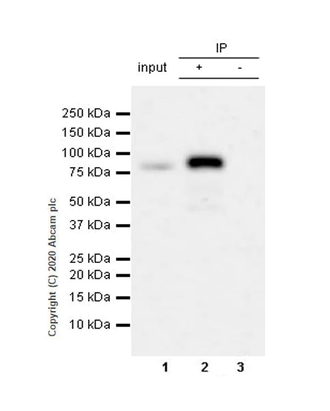 Immunoprecipitation - Anti-IFFO1 antibody [EPR22711-61] - BSA and Azide free (AB279341)