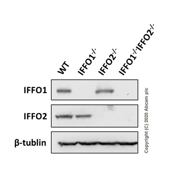 Western blot - Anti-IFFO1 antibody [EPR22711-61] - BSA and Azide free (AB279341)
