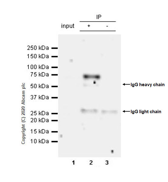 Immunoprecipitation - Anti-IFFO2 antibody [EPR22712-35] (AB242131), expandable thumbnail