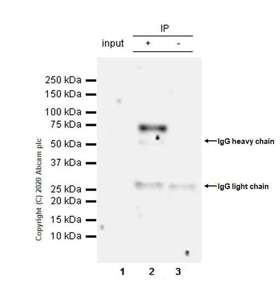Immunoprecipitation - Anti-IFFO2 antibody [EPR22712-35] - BSA and Azide free (AB279340)