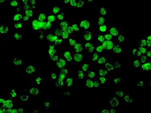 Immunocytochemistry/ Immunofluorescence - Anti-IFI16 antibody [EPR11767(B)] (AB169788)