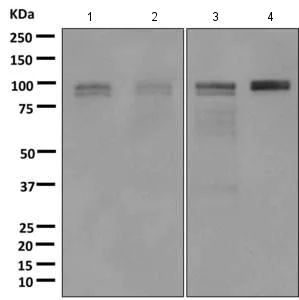Western blot - Anti-IFI16 antibody [EPR11767(B)] (AB169788)
