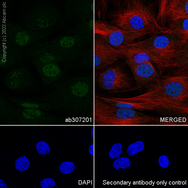 Immunocytochemistry/ Immunofluorescence - Anti-Ifi204 antibody [EPR25256-211] (ab307201), expandable thumbnail