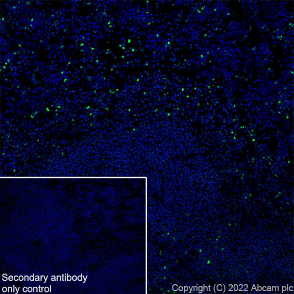 Immunohistochemistry (Frozen sections) - Anti-Ifi204 antibody [EPR25256-211] (AB307201), expandable thumbnail