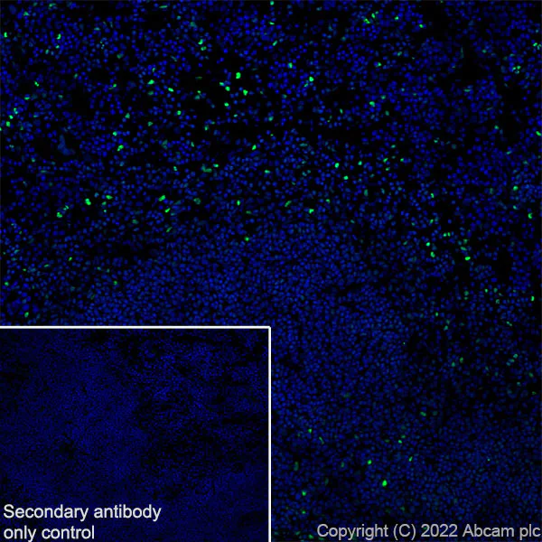 Immunohistochemistry (Frozen sections) - Anti-Ifi204 antibody [EPR25256-211] (AB307201)