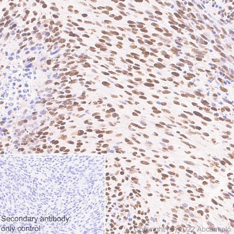 Immunohistochemistry - Anti-Ifi204 antibody [EPR25256-211] (AB307201)