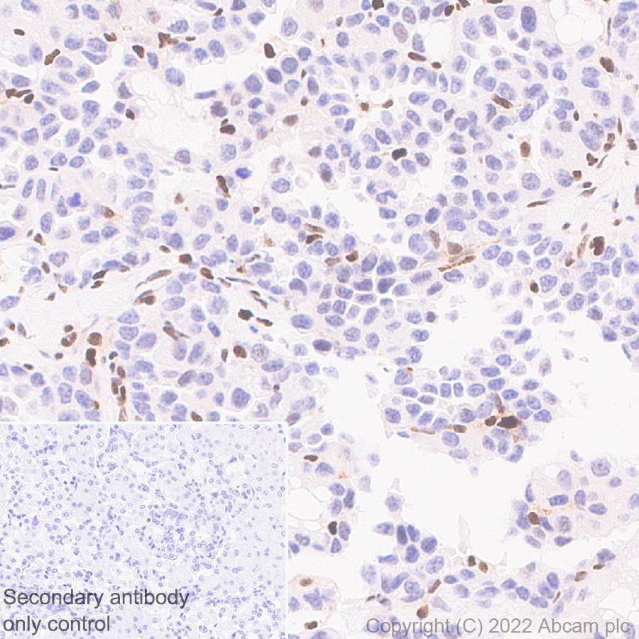 Immunohistochemistry - Anti-Ifi204 antibody [EPR25256-211] (ab307201), expandable thumbnail