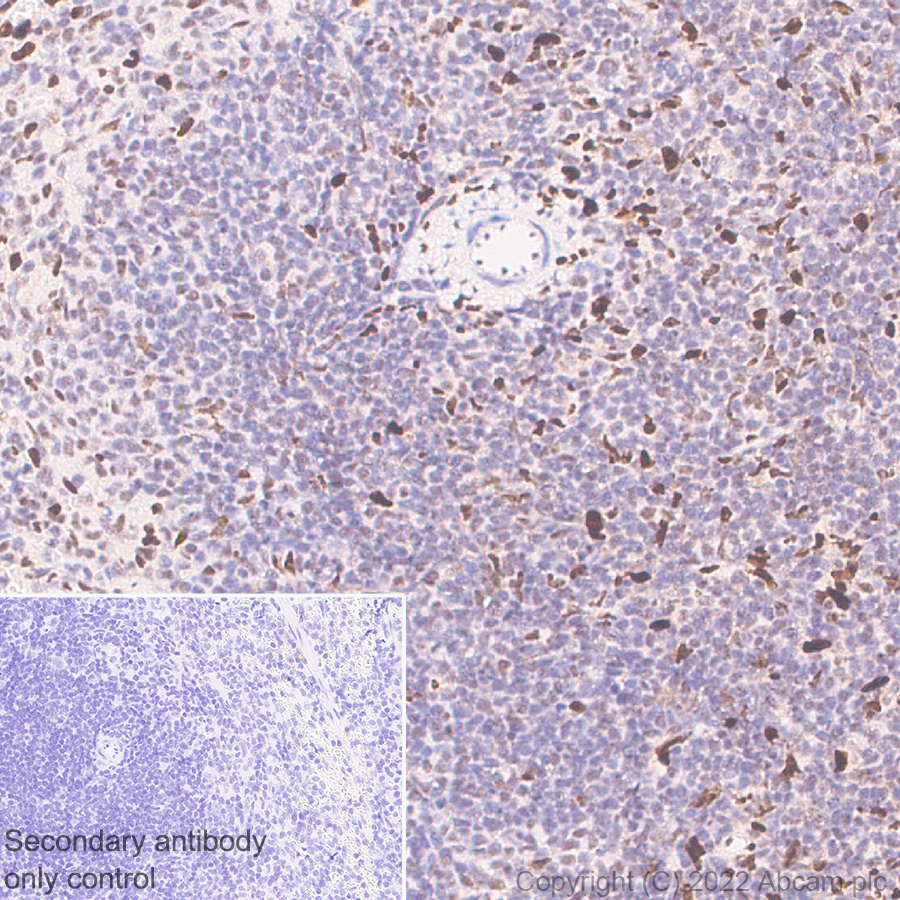 Immunohistochemistry - Anti-Ifi204 antibody [EPR25256-211] (ab307201), expandable thumbnail
