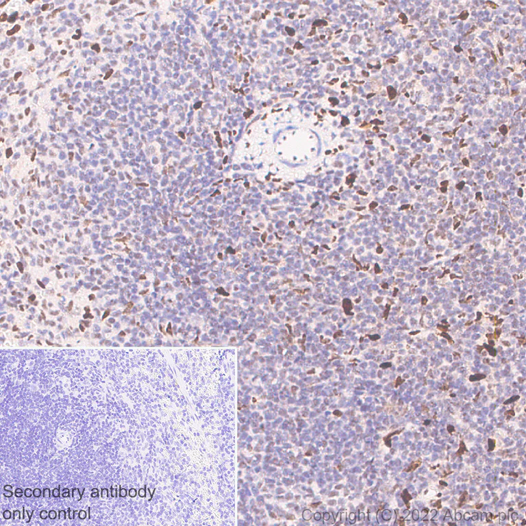 Immunohistochemistry - Anti-Ifi204 antibody [EPR25256-211] (AB307201)