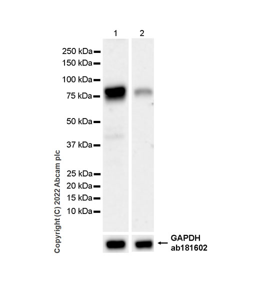 Western blot - Anti-Ifi204 antibody [EPR25256-211] (AB307201), expandable thumbnail