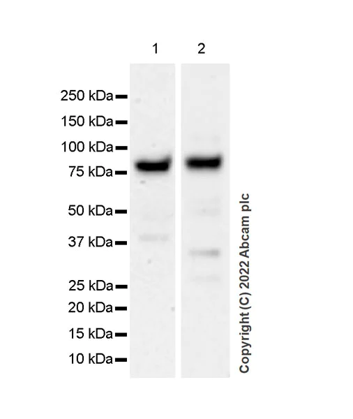 Western blot - Anti-Ifi204 antibody [EPR25256-211] (AB307201)