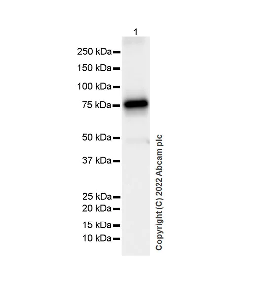 Western blot - Anti-Ifi204 antibody [EPR25256-211] (AB307201)