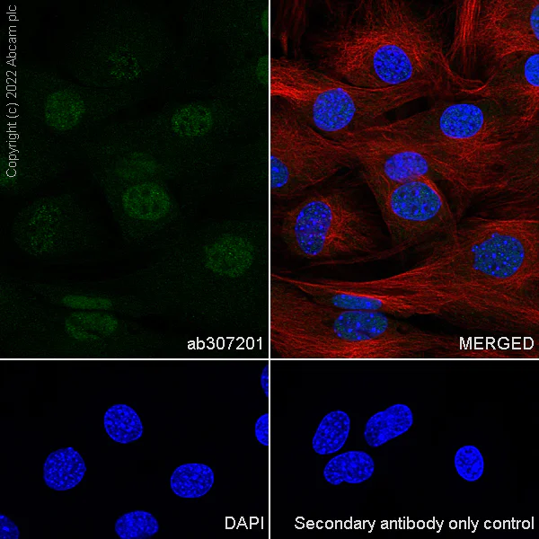 Immunocytochemistry/ Immunofluorescence - Anti-Ifi204 antibody [EPR25256-211] - BSA and Azide free (AB307202)