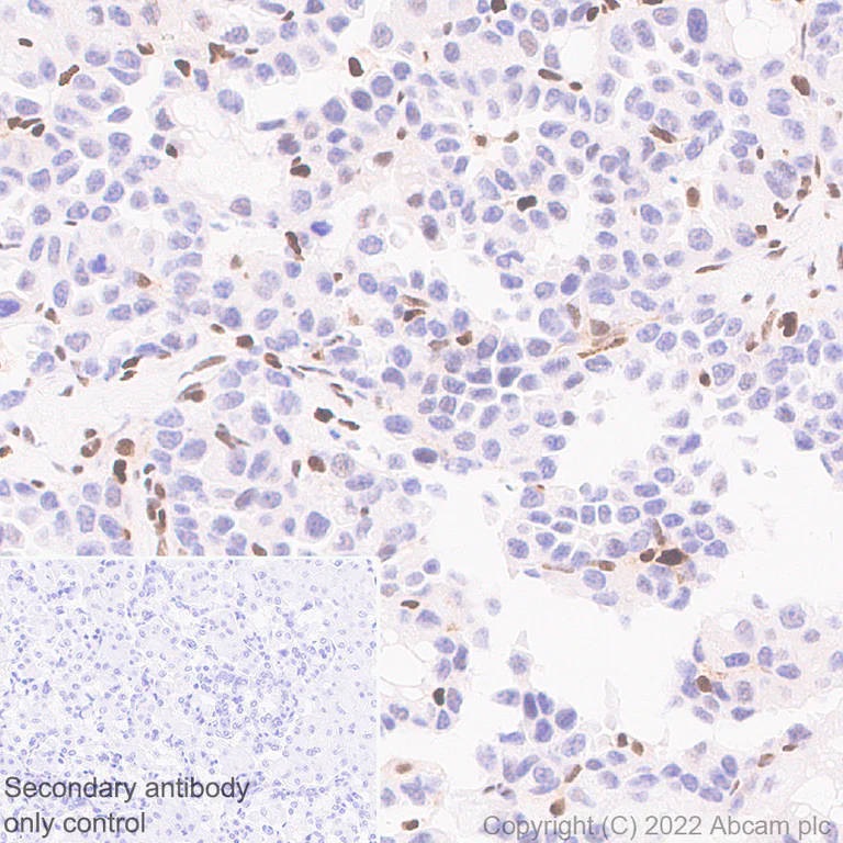 Immunohistochemistry - Anti-Ifi204 antibody [EPR25256-211] - BSA and Azide free (AB307202)