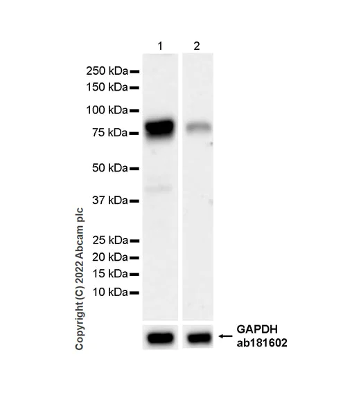 Western blot - Anti-Ifi204 antibody [EPR25256-211] - BSA and Azide free (AB307202)