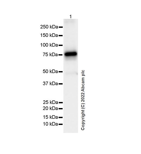 Western blot - Anti-Ifi204 antibody [EPR25256-211] - BSA and Azide free (AB307202), expandable thumbnail