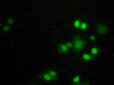 Immunocytochemistry/ Immunofluorescence - Anti-IFI35 antibody (AB233415)