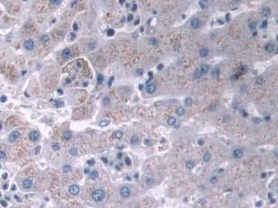 Immunohistochemistry (Formalin/PFA-fixed paraffin-embedded sections) - Anti-IFI35 antibody (AB233415)